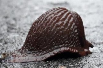 Milde Luft lockt sogar Schnecken - Auf der Wiltzschmühle Eibenstock war am Neujahrstag diese Schnecke unterwegs.