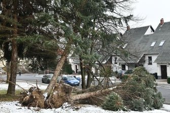 Millionenschäden durch Sturm - Stromkabel sollen unter die Erde - Sturmschäden einer Baumgruppe an der Straße der Einheit in Freiberg.