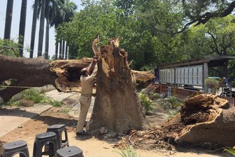 Mindestens 89 Tote durch Unwetter im Norden Indiens - Ein Mitglied der Zivilschutzorganisation bindet ein Seil an einen umgestürzten Baum, um nach Stürmen und starken Regenfällen eine Notunterkunft zu errichten.