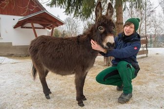 Mini-Eselstute zieht in den Zoo der Minis - Patrizia Weidlich, Auszubildende im Auer Zoo der Minis, mit "Neuzugang" Sophy.