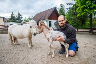 Minifohlen mit roten Punkten - 