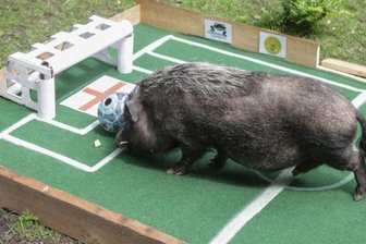 Minischwein vor Wembley -
