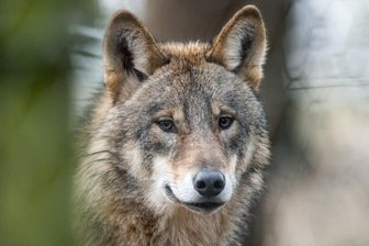 Ministerium genehmigt Abschuss eines Wolfes -