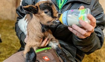 Miniziegen mit großem Durst -