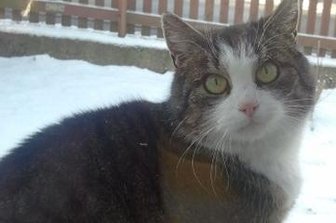 Misshandelte Katze erhitzt Gemüter - Katze Elli wurde vor einer Woche misshandelt, getötet und nahe der Schule "weggeworfen".
