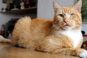 Misshandlung eines Tieres in Zschopau: Kater Max kriecht als Häuflein Elend heim - Scheu und überaus ängstlich starrte der Zschopauer Kater Max den Fotografen an. Männer sind ihm nicht mehr geheuer. Von seinem buschigen Schwanz ist bei Max nicht viel übrig geblieben.