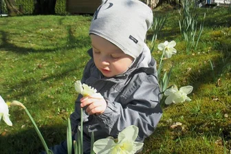 Mit Bienenfleiß zum Kindergarten-Preis - Der kleine Jaro untersucht eine der Blumen auf der Narzissenwiese genau. 
