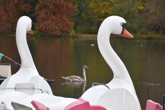 Am Schwanenteich in Mittweida soll es wieder einen Bootsverleih geben.