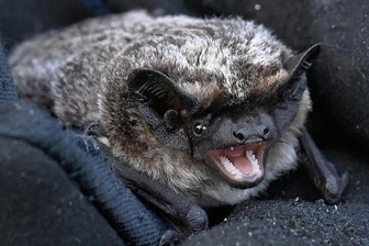 Mit Detektor auf der Suche nach Fledermäusen in Burgstädt - Experte Joachim Frömert zeigt eine Fransenfledermaus - 8 Gramm leicht und 30 Millimeter lang. Sie lebt in Baumhöhlen und Gebäuden.