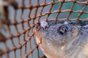 Mit Fischerfest beginnt die Karpfensaison -