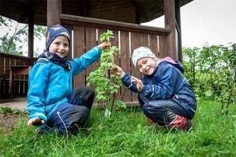 Mit Hammer, Nägeln und Schraubstock – Lichtenauer Kita geht mit alternativem Spielkonzept ungewöhnliche Wege - Mika (4) und Hanna (6/v. l.) wollen Johannisbeeren pflücken. Zwar sind die Früchte noch nicht reif, später soll davon allerdings ein Kuchen gebacken und Früchtequark zubereitet werden.