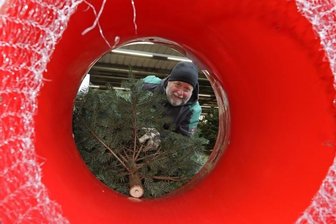 Mit Kamera und Telefon auf Suche nach dem Weihnachtsbaum - Baumschulmitarbeiter Roland Stuhldreher verpackt in Hohenstein-Ernstthal die Bäume für den Transport in ein Netz.