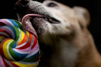 Mit Riesenangebot: Tag des Hundes steigt in Reichenbach - Rund um das Thema Hund geht es am Sonntag im und am Alten Reitstall in Reichenbach.