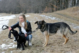 Hunde