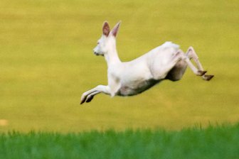 Mit Video: Rehbock mit seltener Mutation bei Weißbach im Erzgebirge entdeckt - Zwischen Weißbach und Gelenau gibt es immer wieder Sichtungen: Das Foto stammt von 2008.