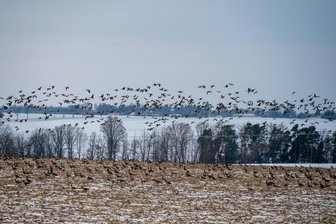 Mit Video: Tausende Gänse landen auf der Winterflucht in Striegistal - Tausend Gänse haben in Striegistal zwischen Pappendorf und Mobendorf am „Goldenen Rändchen“ auf einem Feld Station gemacht.