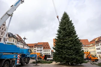 Mit Videos: Wie der Weihnachtsbaum für den Freiberger Christmarkt aus Dittmannsdorf „anreiste“ - Der Weihnachtsbaum für den Christmarkt 2025 steht schon auf dem Freiberger Obermarkt.