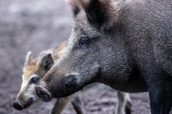 Mit Wildschweinen bei Mehltheuer zusammengestoßen – Autofahrerin unter Schock - Nach dem Unfall bei Mehltheuer waren die Wildschweine geflohen.