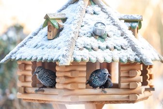 Mitmach-Aktion: Wie viele Wintervögel zählen die Vogtländer? - 