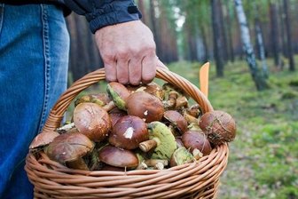Mittelmäßige Pilzsaison in Sachsen - Sammler verirren sich - 