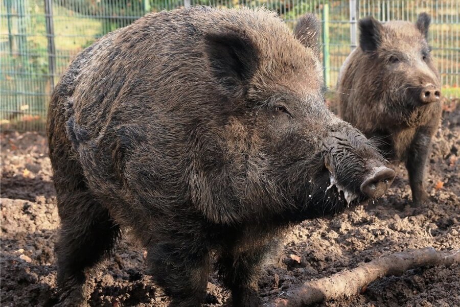 Mittelsachen rüstet sich: Afrikanische Schweinepest im Anmarsch - Keiler und Bache: Wildschweine übertragen das gefährliche Virus. 