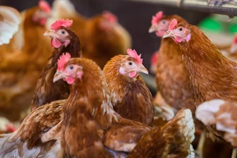 Mittelsachsen alarmiert: Geflügelpest in Grimma zwingt zu Schutzmaßnahmen - Hühner in einem Stall (Symbolbild). Die Geflügelpest in Grimma wirkt sich auf Mittelsachsen aus.