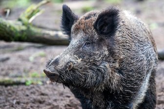 Mittelsachsen bereitet sich auf Schweinepest vor -