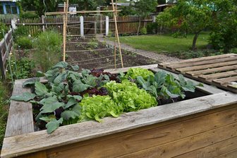 Mittelsachsen blüht auf - Tausende Mittelsachsen bauen eigenes Gemüse und Salat an, viele pachten dafür einen Kleingarten.