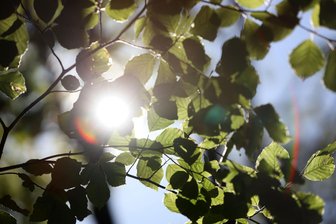 Mittelsachsen: nur moderate Waldbrandgefahr - Bei schönem Wetter strahlt die Sonne durch die Laubblätter einer Buche. Wegen Trockenheit besteht weiterhin erhöhte Waldbrandgefahr.