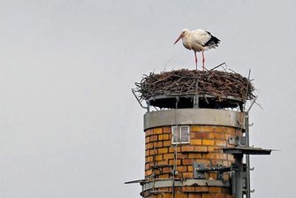 Mitten im Winter: Erster Storch bezieht in Chemnitz sein Nest - Der Horst thront in 29 Metern auf einem alten Industrieschornstein und war erst vor knapp zwei Wochen von Industriekletterern gesäubert worden.