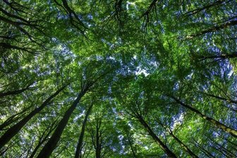 Mittlere Waldbrandgefahr in ganz Mittelsachsen -
