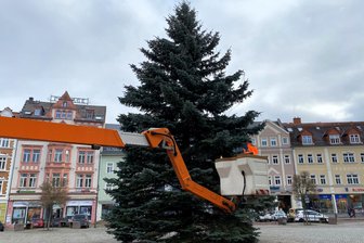 Mittweida bereitet sich auf die Adventszeit vor: Wie es nach dem Aufstellen des Weihnachtsbaums jetzt weitergeht - Der diesjährige Weihnachtsbaum auf dem Markt in Mittweida ist eine Fichte.