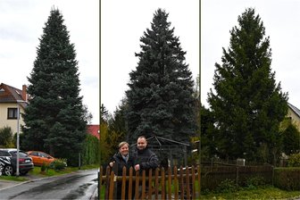Mittweida, Frankenberg, Hainichen: Welche Stadt bekommt welchen Weihnachtsbaum? - Das sind die Bäume, die nun in Hainichen, Mittweida und Frankenberg als Weihnachtsbaum auf die Marktplätze kommen. Aber welche Stadt erhält welchen Baum?