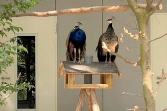 Der Pfau und seine Frau komplettieren die Vogelschar der neuen Voliere im Park am Schwanenteich in Mittweida.