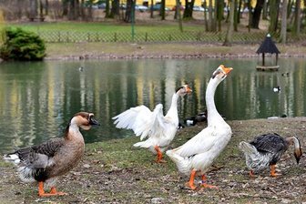 Mittweida: Neuer Fall von Vogelgrippe - Die Mittweidaer Höckergänse sind erst vor kurzem zurück am Schwanenteich gekommen, als die Stallpflicht aufgehoben wurde. Jetzt gilt die Stallpflicht erneut.