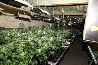 Diese Drogenplantage ist in der Nacht vom 16. zum 17. Mai von der Polizei ausgehoben wurden.
