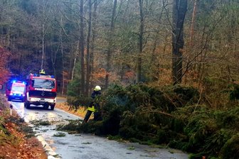 Mittweida: Sturm lässt Fichte auf Straße stürzen -