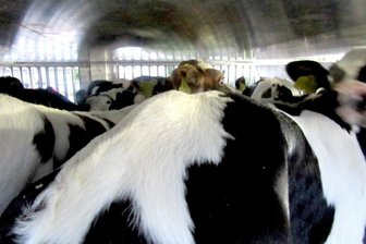 Mittweida: Zahlreiche Verstöße bei Tiertransport - 