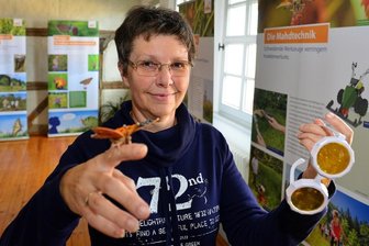Mittweidaer Museum ist eine Spielwiese für junge Schmetterlingsfreunde -