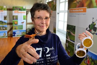 Mittweidaer Museum ist eine Spielwiese für junge Schmetterlingsfreunde - 