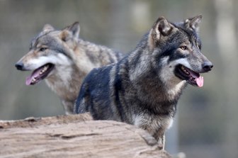 Möglicher erster Biss eines Wolfes seit Rückkehr der Tiere -