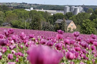 Mohn blüht bei Callenberg - Betreten des Feldes nicht erlaubt - Jahr für Jahr blüht im Juni an der B 180 bei Callenberg der Mohn.