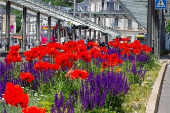 Mohn-Traum am Rande der Plauener City - 