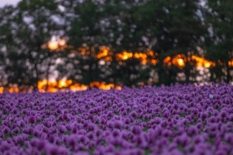 Mohnblüte führt zu einem lila Farbenmeer - 