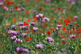 Mohnfelder in voller Blüte - 