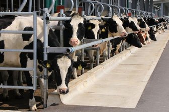 Molkerei: Lange Lieferfristen bereiten Vogtlandmilch Sorgen - Dieser Stall der Agrargenossenschaft Reichenbach in Rotschau entspricht der Zertifizierung für eine Außenklima-Haltung. Je nach Tier-Haltungsform ist bei der Vogtlandmilch eine eigene Abfüllstrecke geplant.