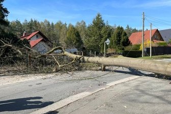 Morsche Eiche stürzt quer über die Straße - Eine umgefallene Eiche blockierte die Holzstraße in Werdau.