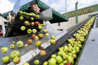 Mostereien am Limit: Wie ein Köthensdorfer der Apfelschwemme Herr werden will - Ein Mitarbeiter der Apfelweinkelterei Walther schüttet angelieferte Äpfel auf ein Förderband.