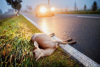 Motorrad kollidiert bei Rochlitz mit Wild: Biker verletzt, Rehbock tot - Ein totes Reh liegt nach der Kollision am Straßenrand einer Landstraße (Symbolbild). 