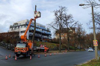 Motorsäge in Aktion: Stadt Plauen lässt acht alte Linden an der Reißiger Straße fällen - Baumfällung an der Reißiger Straße - mehrere Linden mussten weichen.